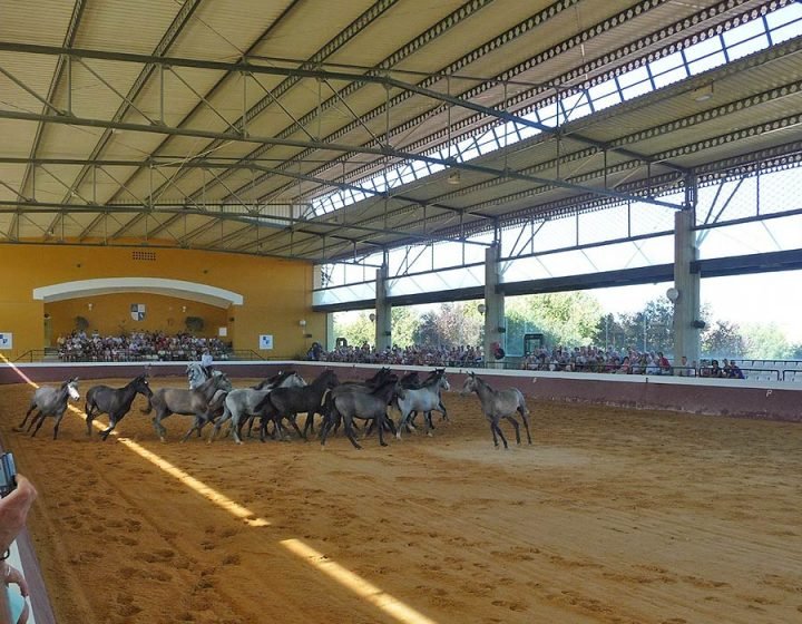 Visita yeguada de la Cartuja