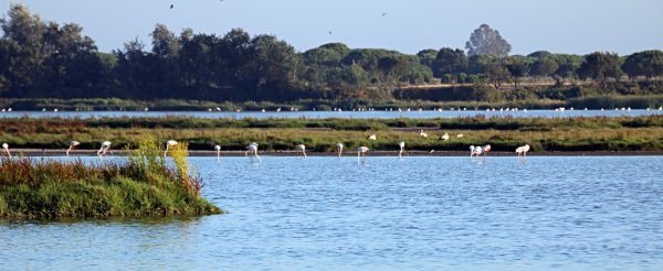 EXCURSIÓN AL PARQUE NACIONAL DE DOÑANA  DESDE SEVILLA