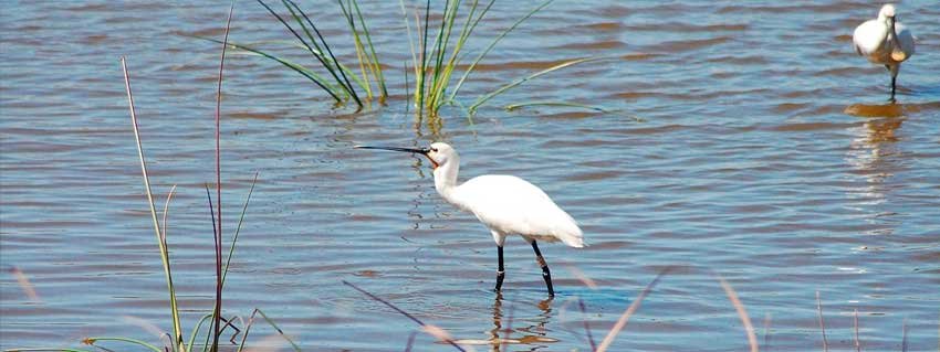 Parque Nacional de Doñana