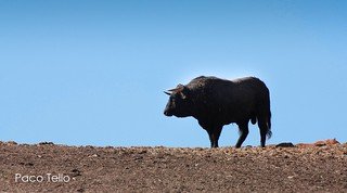 Visita ganadería de toros