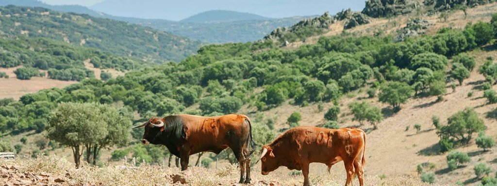 Visita Toros y caballos